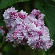 Syringa vulgaris Belle de Nancy / Rózsaszín orgona